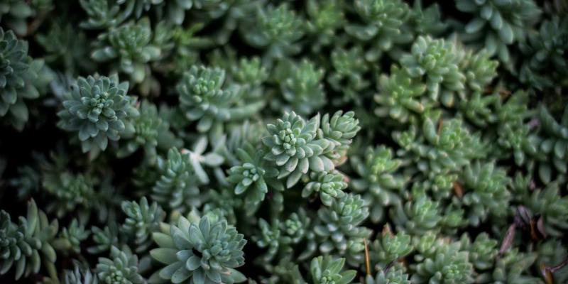 从阳台到餐桌：生活助手如何用本地服务重塑家庭园艺新体验